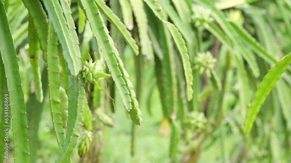 Dolly, dragon fruit trees with fruits on plantation Dolly, dragon fruit trees with fruits on plantation