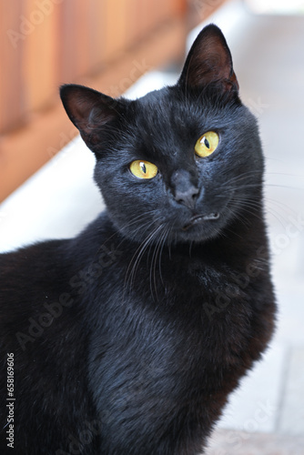 gatto nero