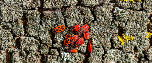 All developmental stages of an insect called Waldless Blacksmith found on the trunks and leaves of a tree called Lipa in the city of Białystok in Podlasie, Poland. photo