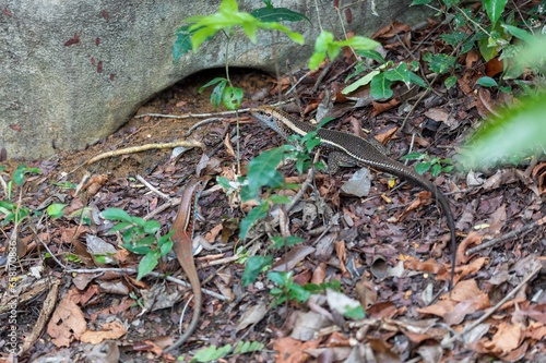 Madagascar girdled lizard or Madagascar plated lizard (Zonosaurus madagascariensis), endemic species of lizard in the family Gerrhosauridae. Tsingy De Bemaraha, Madagascar wildlife animal