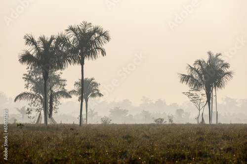 Tree silhouettes against a misty sky, early in the morning while traveling the lowlands of Bolivia between Guayaramerin and Trinidad, Beni department; South America photo