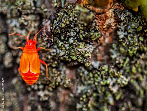 All developmental stages of an insect called Waldless Blacksmith found on the trunks and leaves of a tree called Lipa in the city of Białystok in Podlasie, Poland.