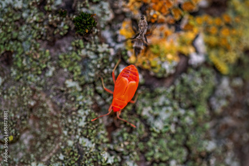 All developmental stages of an insect called Waldless Blacksmith found on the trunks and leaves of a tree called Lipa in the city of Białystok in Podlasie, Poland.