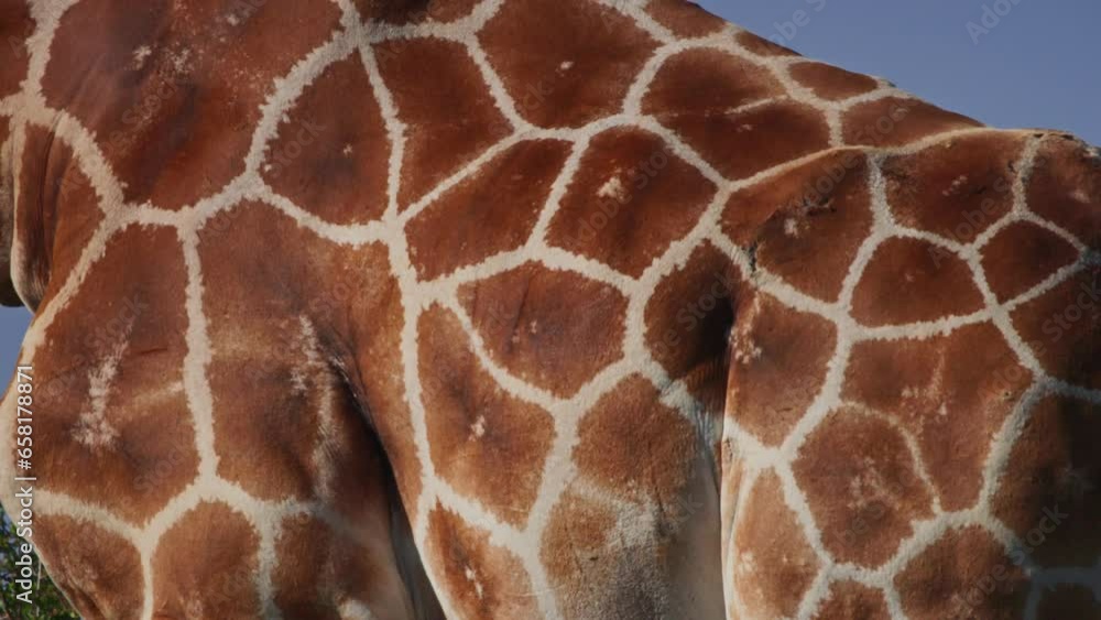 Long lens close up of a reticulated giraffe's (Giraffa reticulata) skin pattern while browsing during the morning in Africa. Long lens close up of a reticulated giraffe's (Giraffa reticulata) skin pattern while browsing during the morning in Africa.