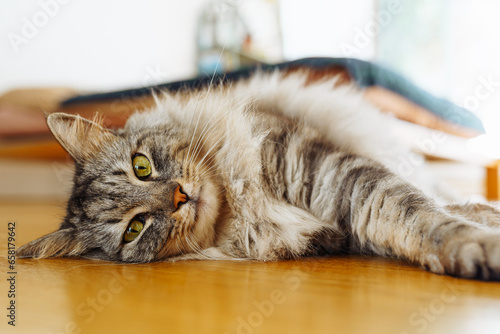 fluffy domestic cat lies on parquet floor