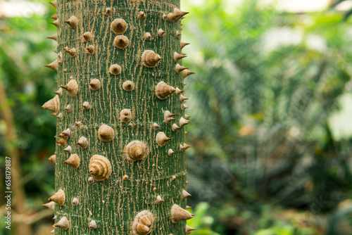 trunk of silk floss tree Ceiba speciosa covered with thorns, on a natural blurred background photo