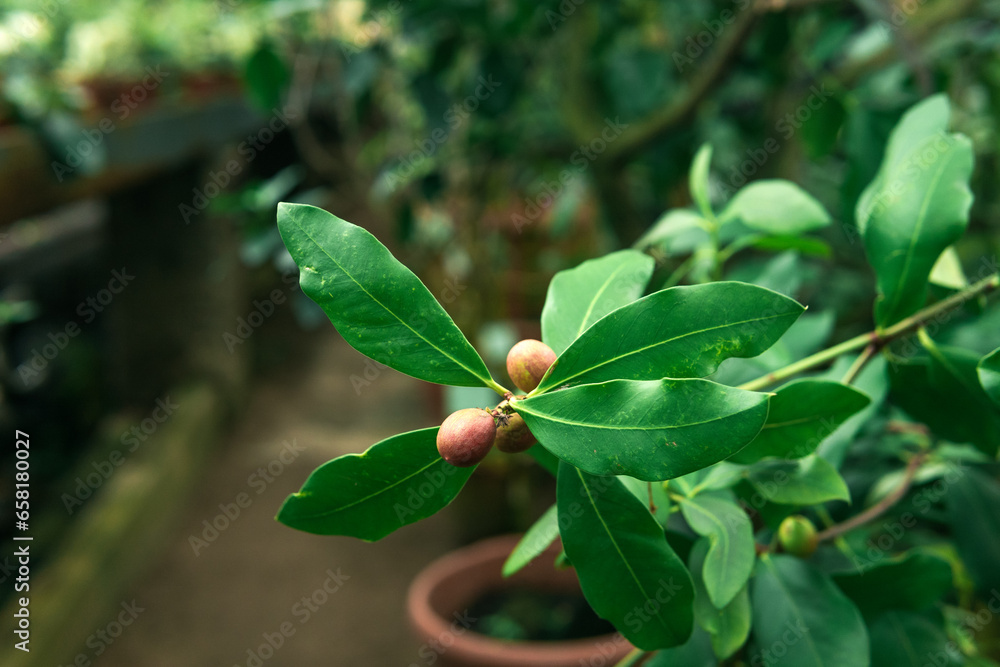 ficus branch with fruits in the interior of a greenhouse ficus branch with fruits in the interior of a greenhouse