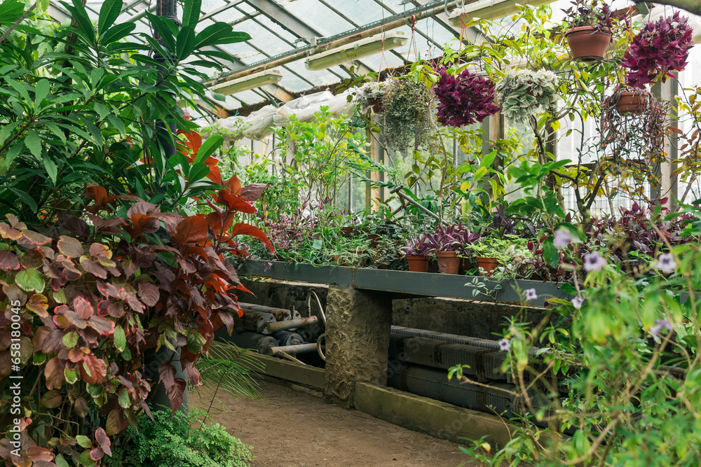 interior of a large greenhouse with a collection of tropical plants