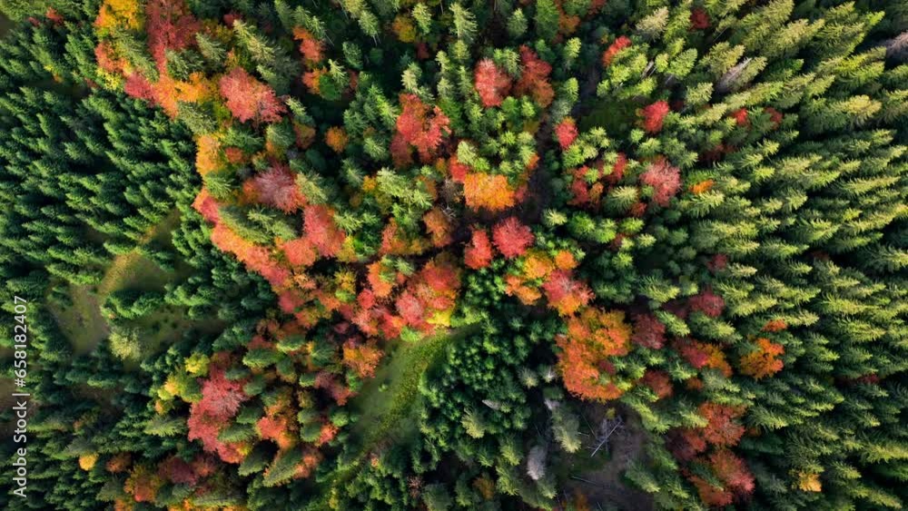 Top view of trees Fall Colors . Aerial view of Golden Autumn forest Top view of trees Fall Colors . Aerial view of Golden Autumn forest