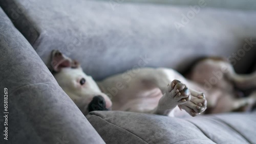 The American Staffordshire Terrier climbed onto the sofa and fell asleep. The dog sleeps on its back on the sofa. The dog wakes up and stretches its paws photo