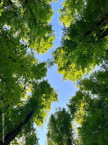 trees in the park