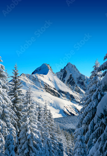 Trees coated with snow and high snowy mountains