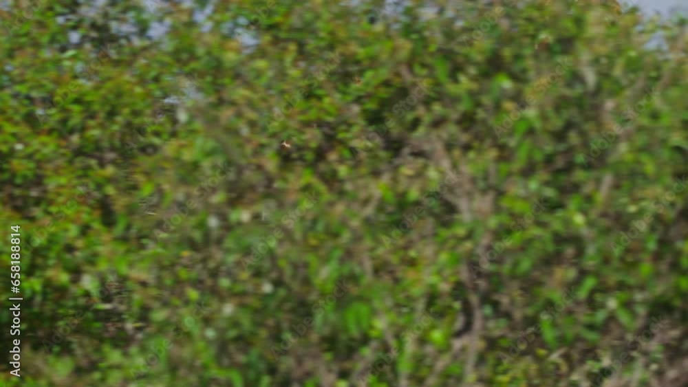 Long lens shot of a young reticulated giraffe (Giraffa reticulata) running through thorny bushes during midday in Africa. Long lens shot of a young reticulated giraffe (Giraffa reticulata) running through thorny bushes during midday in Africa.