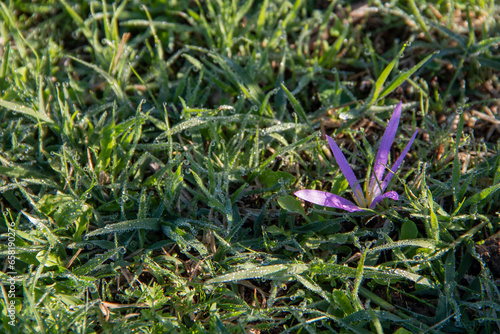 snack remover (Colchicum montanum) in the early hours of the day where the dew drops can be seen. Known by this name because it appears in autumn when the hours of sunshine are cut throughout the day. photo