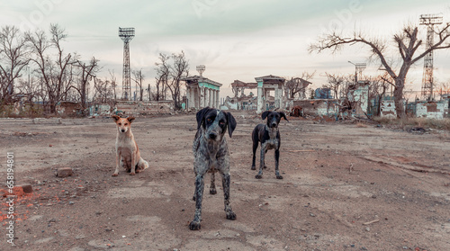 Photography three stray mongrel dogs on the destroyed street of Mariupol