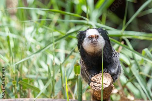 White-Headed Marmoset, Tufted-Ear Marmoset or Geoffroy's Marmoset (Callithrix geoffroyi) on a branch photo