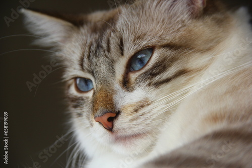 Chat portrait - Sibérien Neva Masquerade