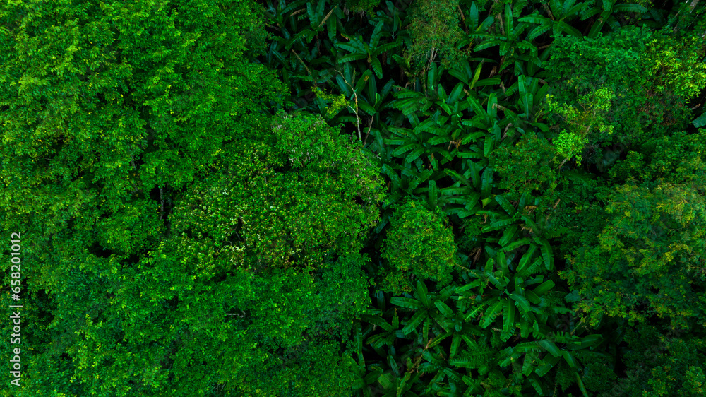 Aerial top view of green summer forest and trees forest, Abstract texture and background of green trees forest, Natural scenery tropical green forest. Ecosystem and healthy environment. Aerial top view of green summer forest and trees forest, Abstract texture and background of green trees forest, Natural scenery tropical green forest. Ecosystem and healthy environment.