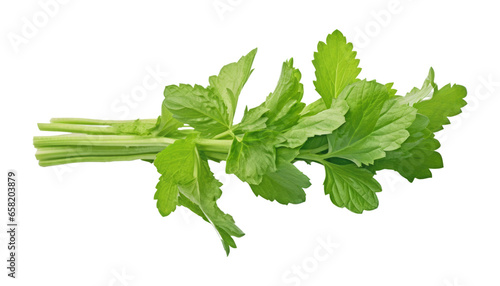 green parsley isolated on transparent background cutout