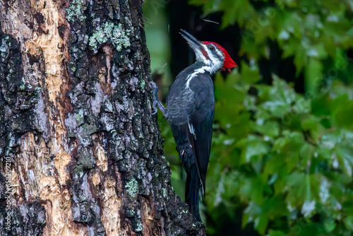pileated woodpecker