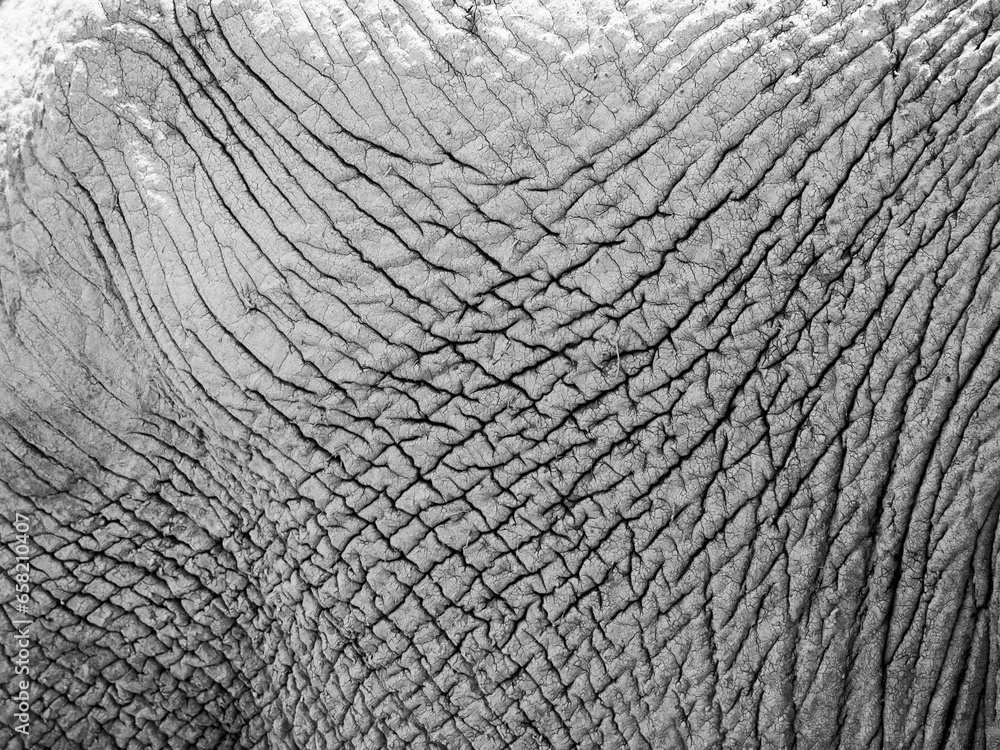 Dry elephant skin texture. Close-up view. Black and white photography. Dry elephant skin texture. Close-up view. Black and white photography.