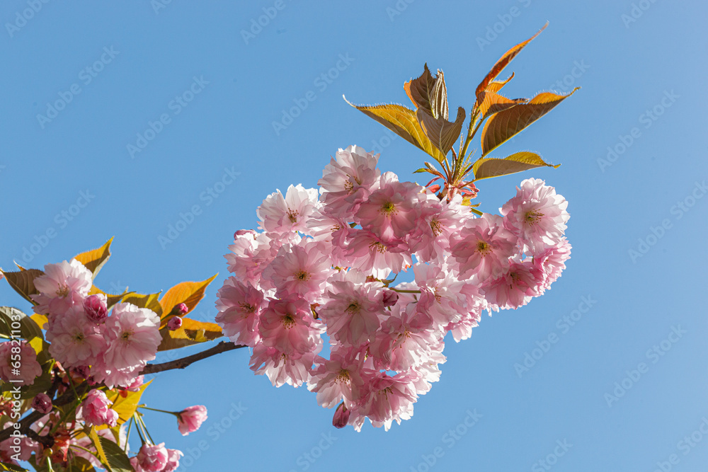 sakura blossom, sakura branches against the blue sky close-up sakura blossom, sakura branches against the blue sky close-up