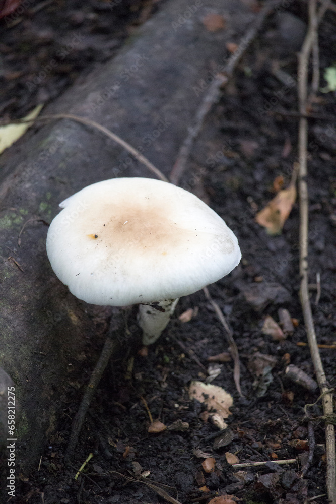A mushroom growing on the ground A mushroom growing on the ground