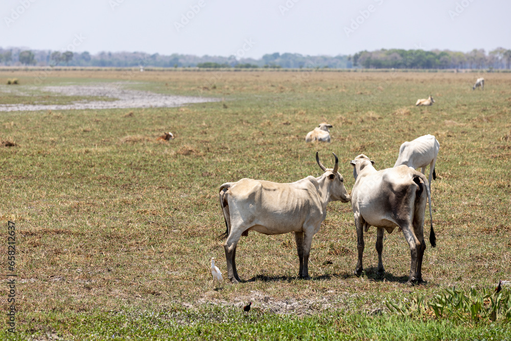 Cattle grazing in the lowlands of Bolivia, Beni department, between Guayaramerin and Trinidad; Traveling and exploring South America Cattle grazing in the lowlands of Bolivia, Beni department, between Guayaramerin and Trinidad; Traveling and exploring South America