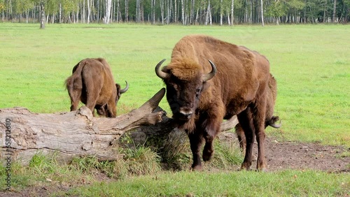 European bison - Bison bonasus Three in the sun in a regional park fending off flies. Krekenava Regional Park. Lithuania. 23. 09. 2023. photo