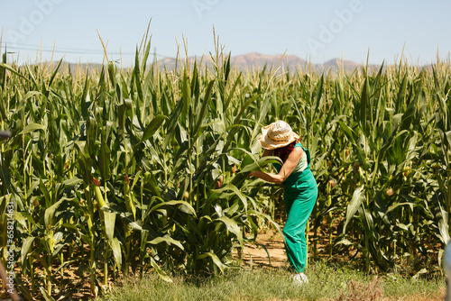 Examinando mujer agr  noma las plantas de ma  z  revisando su cosecha