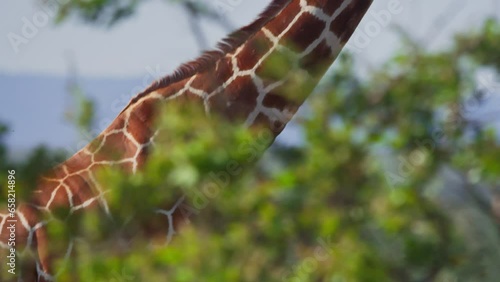 Tilt pan of a reticulated giraffe (Giraffa reticulata) walking through bushes during the afternoon in Africa. photo