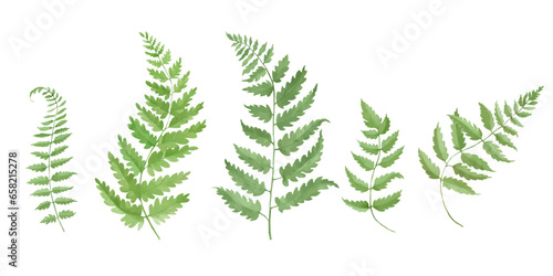 Watercolor painting fern green leaves. Hand drawing illustration isolated on white background. Vector EPS.