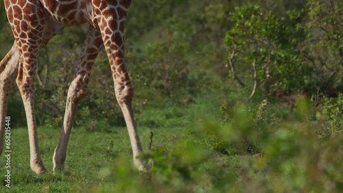 Close up pan shot of a reticulated giraffe (Giraffa reticulata) walking through bushes during the afternoon in Africa. photo