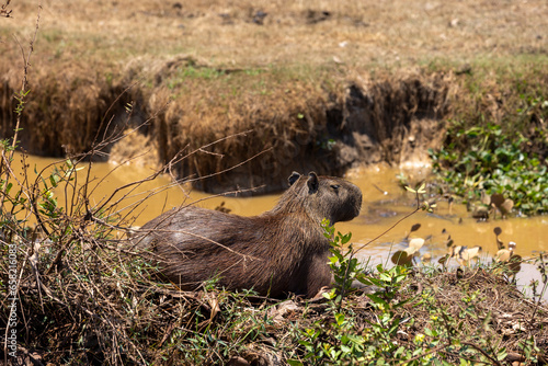 Capybara relaxing in the Bolivian lowlands between Guayaramerin and Trinidad, Beni department - Traveling and exploring nature and wildlife of South America  photo