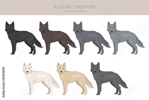 Blue Bay Shepherd clipart. Blue Shepherd wolf dog mix. Different coat colors set
