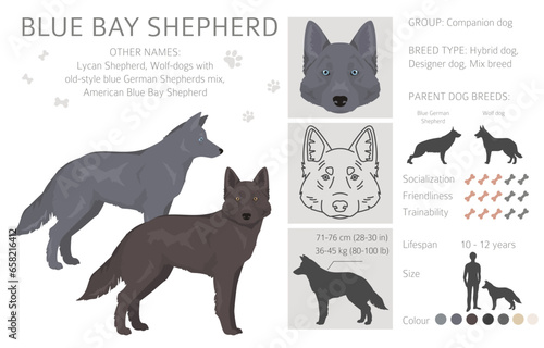 Blue Bay Shepherd clipart. Blue Shepherd wolf dog mix. Different coat colors set