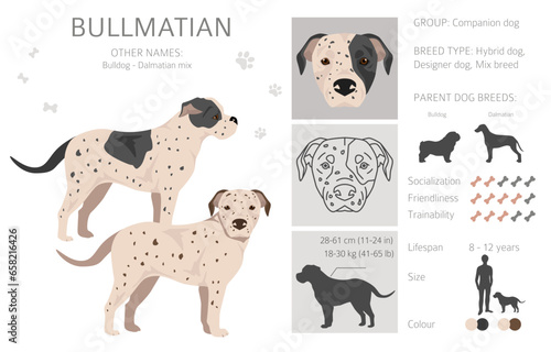Bullmatian clipart. Bulldog Dalmatian mix. Different coat colors set