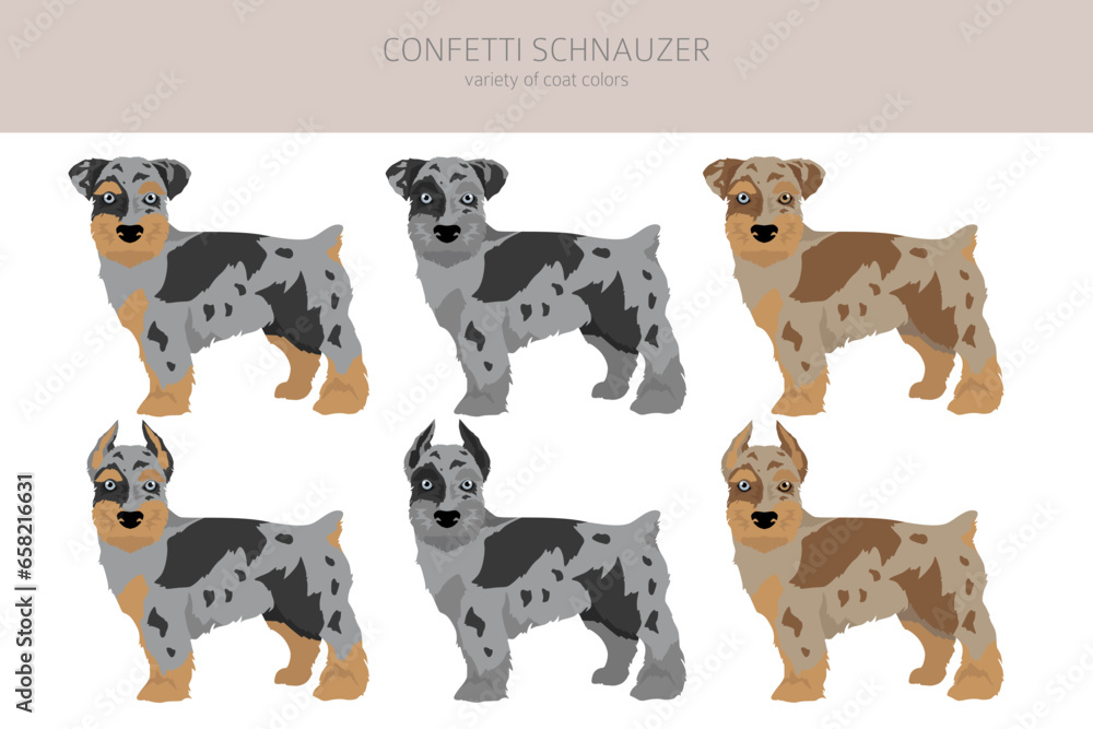 Fototapeta premium Confetti Schnauzer clipart. Miniature Schnauzer Australian shepherd mix. Different coat colors set
