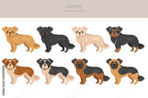 Cheeks clipart. Chihuahua Pekingese mix. Different coat colors set