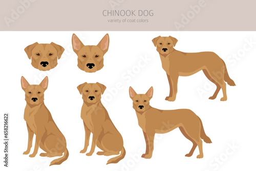 Chinook dog clipart. Different poses, coat colors set