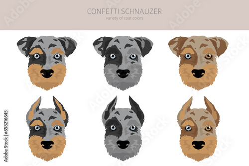 Confetti Schnauzer clipart. Miniature Schnauzer Australian shepherd mix. Different coat colors set