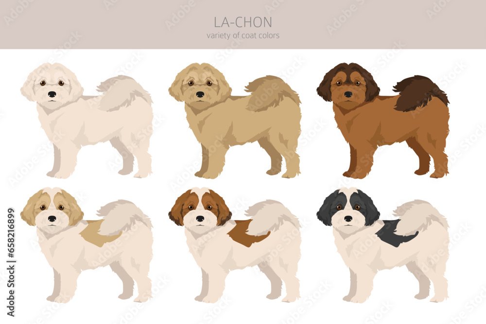 La-Chon clipart. Lhasa Apso Bichon Frise mix. Different coat colors set