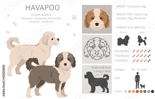 Havapoo clipart. Havanese Poodle mix. Different coat colors set