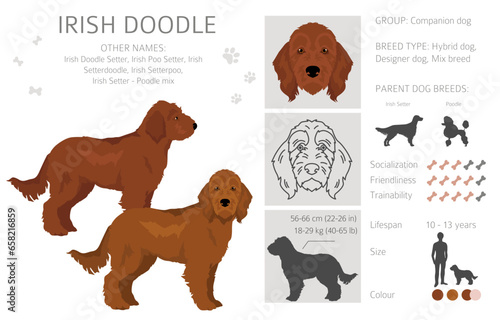 Irishdoodle clipart. Irish Setter Poodle mix. Different coat colors set