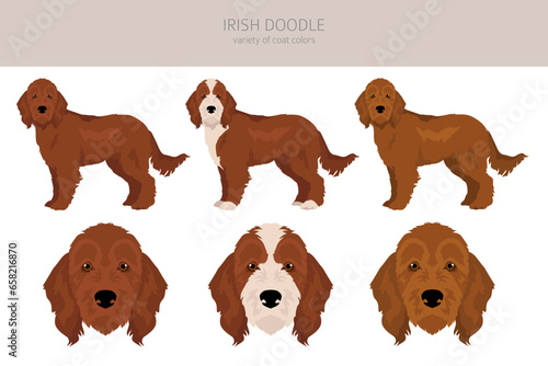 Irishdoodle clipart. Irish Setter Poodle mix. Different coat colors set