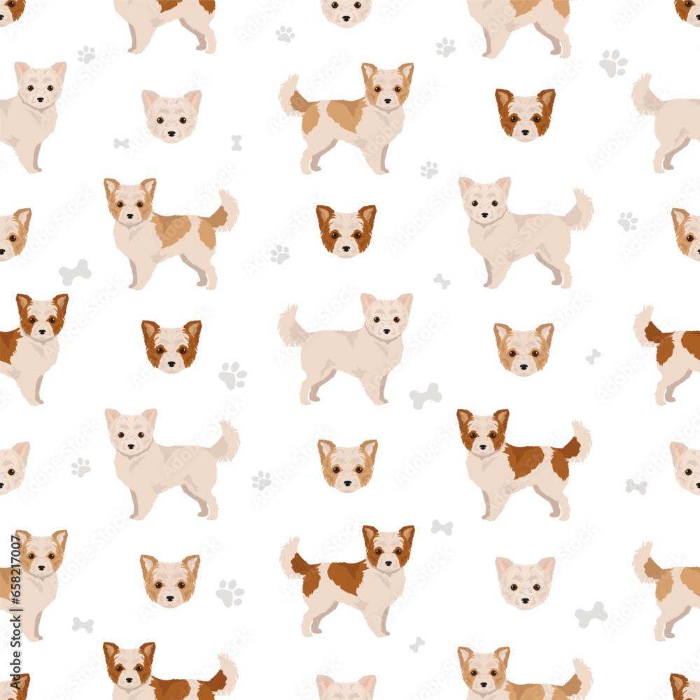 Fototapeta Malchi seamless pattern. Maltese Chihuahua mix. Different coat colors set