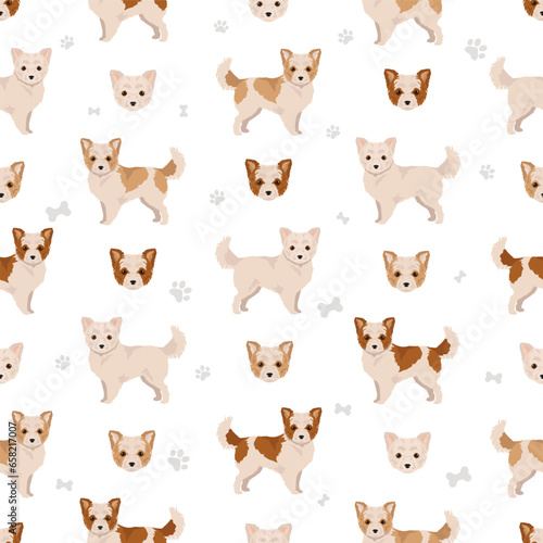 Malchi seamless pattern. Maltese Chihuahua mix. Different coat colors set
