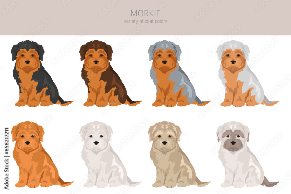Morkie clipart. Maltese Yorkshire terrier mix. Different coat colors set