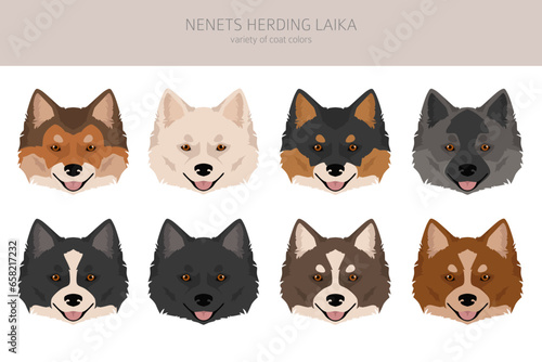 Nenets Herding Laika clipart. All coat colors set.; All dog breeds characteristics infographic