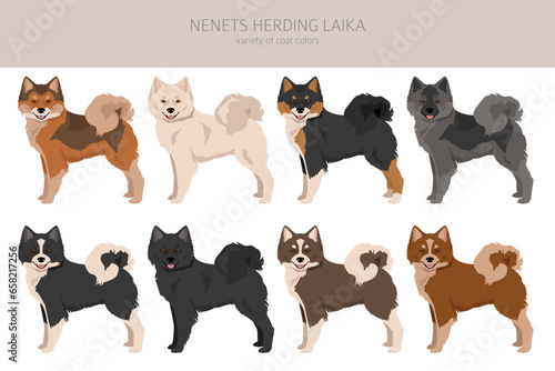 Nenets Herding Laika clipart. All coat colors set.; All dog breeds characteristics infographic